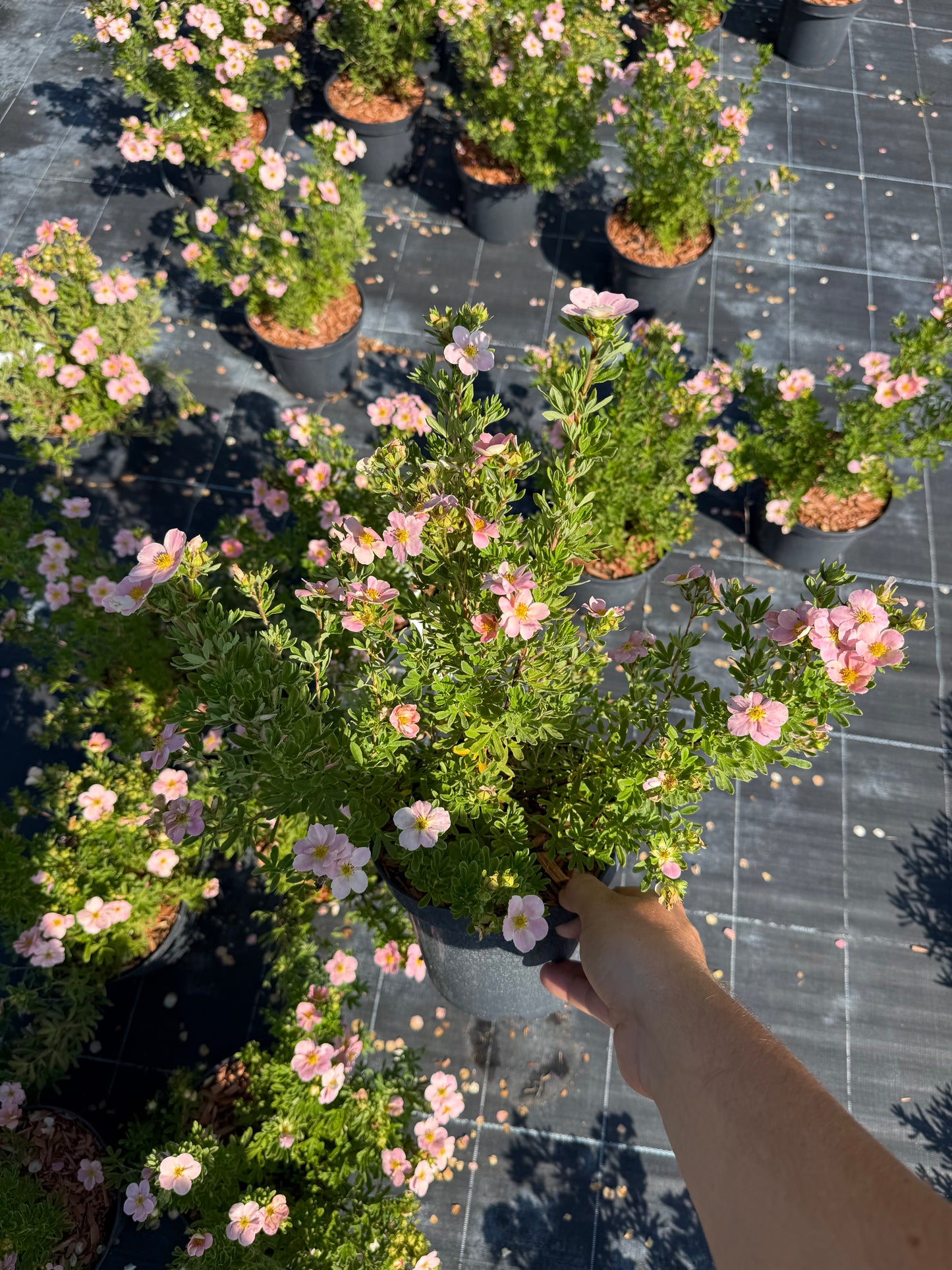 Pięciornik krzewiasty Potentilla fruticosa 'Rosa'