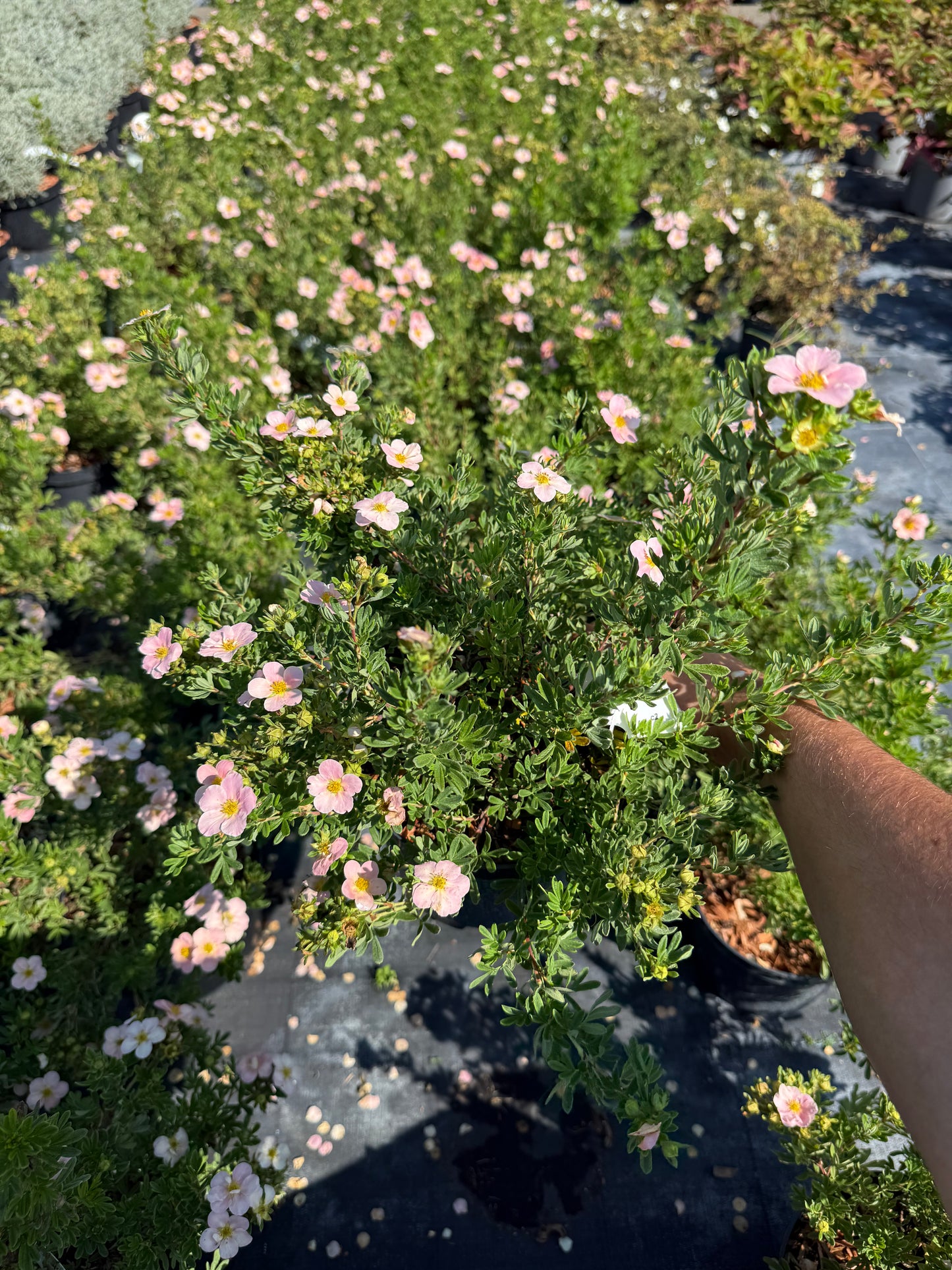 Pięciornik krzewiasty Potentilla fruticosa 'Beauty Queen'