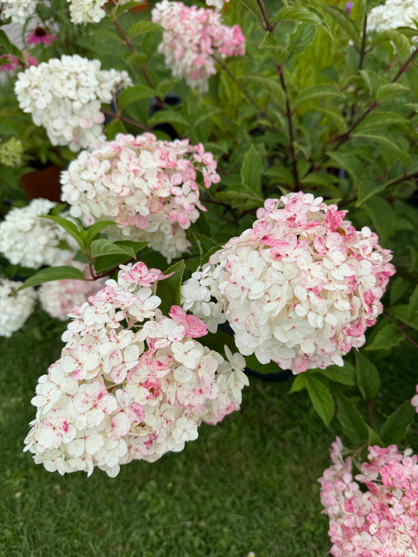Hortensja bukietowa Hydrangea Panikulata 'Vanilla Fraise'