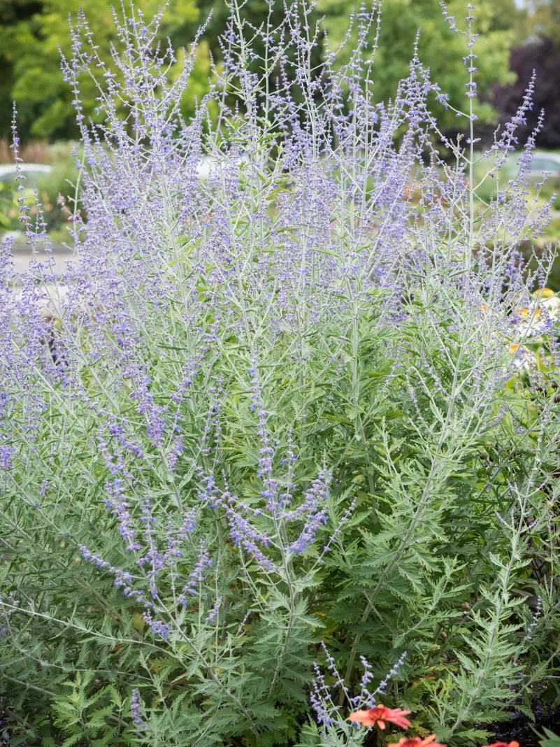 Perowskia łobodolistna Perovskia atriplicifolia 'Russian Sage'