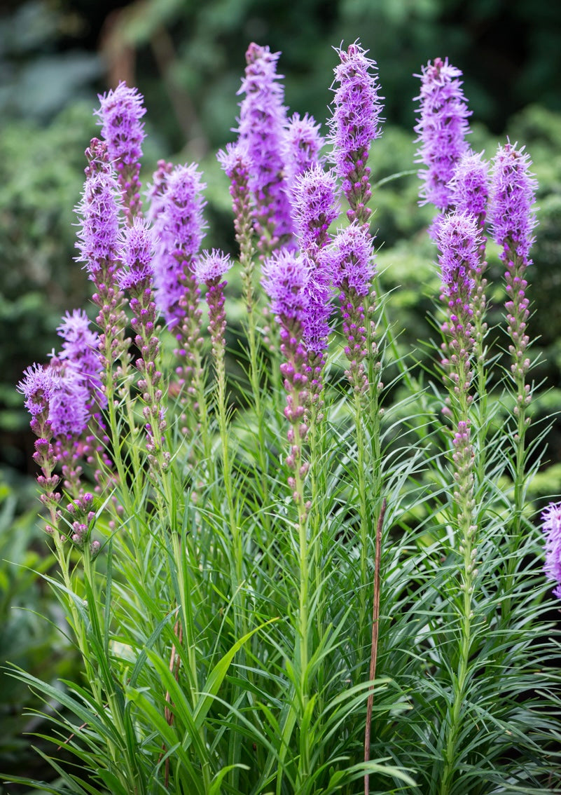 Liatra kłosowa Liatris spicata 'Floristan Violet'