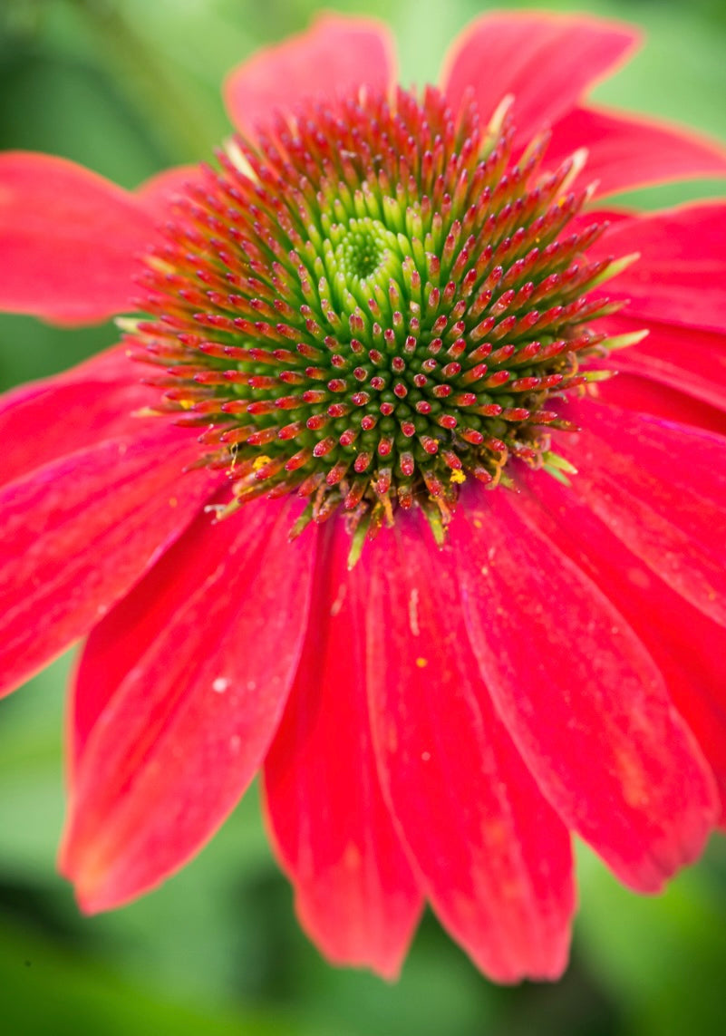 Jeżówka Echinacea 'Lakota Red'