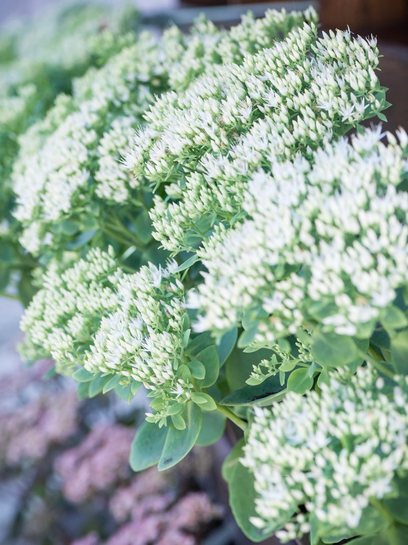 Rozchodnik okazały Sedum spectabile 'Stardust'