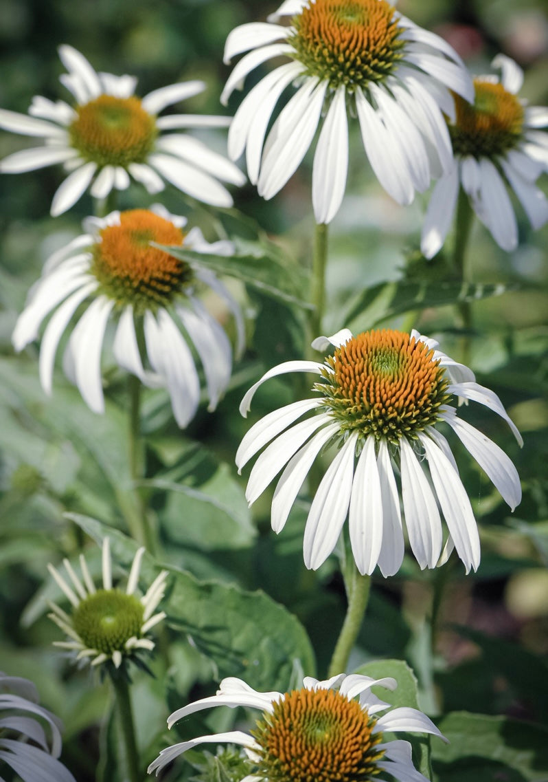 Jeżówka purpurowa Echinacea purpurea 'Alba'
