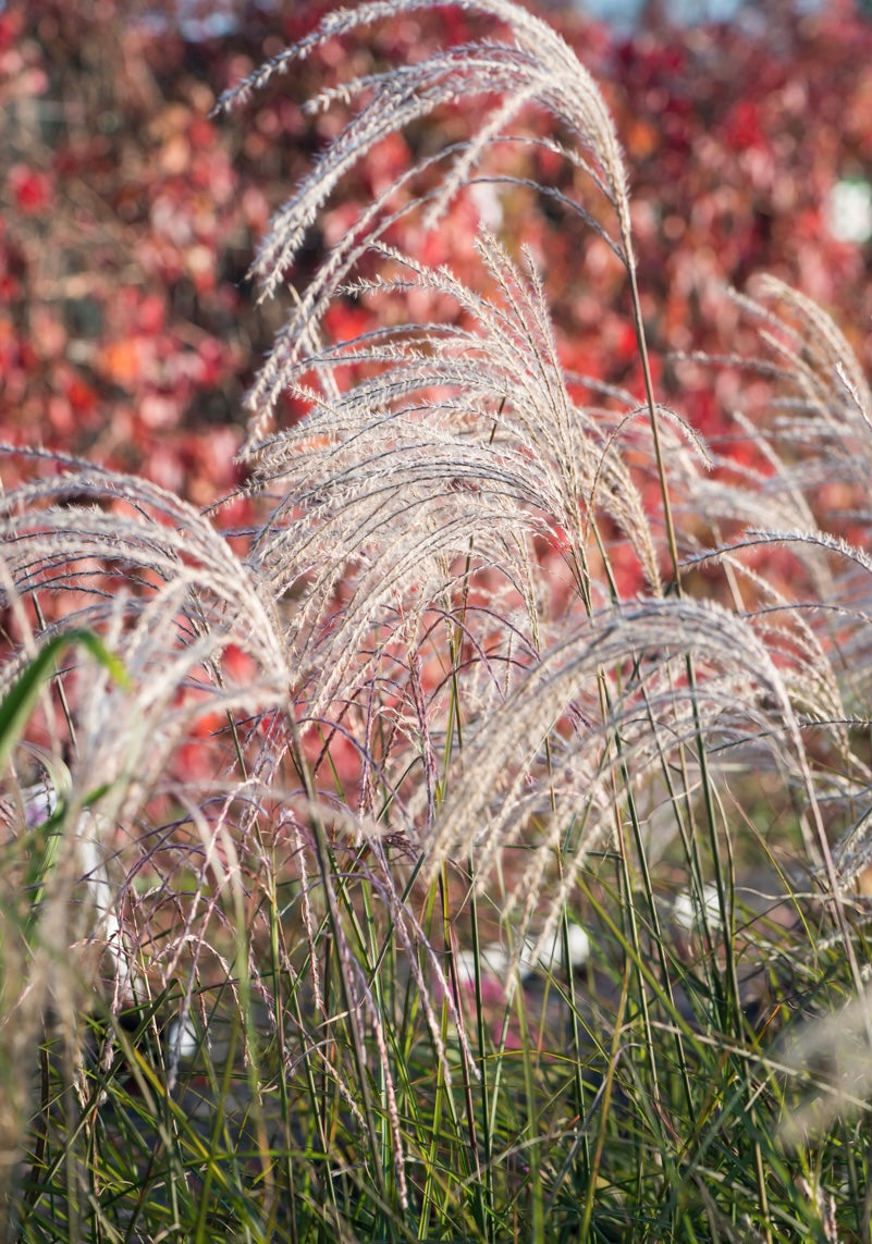 Miskant chiński Miscanthus sinensis 'Kleine Fontane'