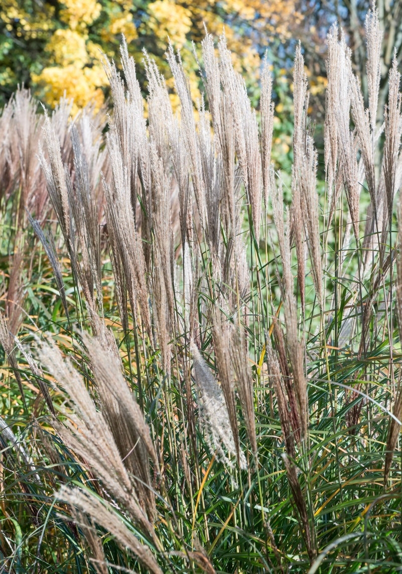 Miskant chiński Miscanthus sinensis 'Silberspinne'