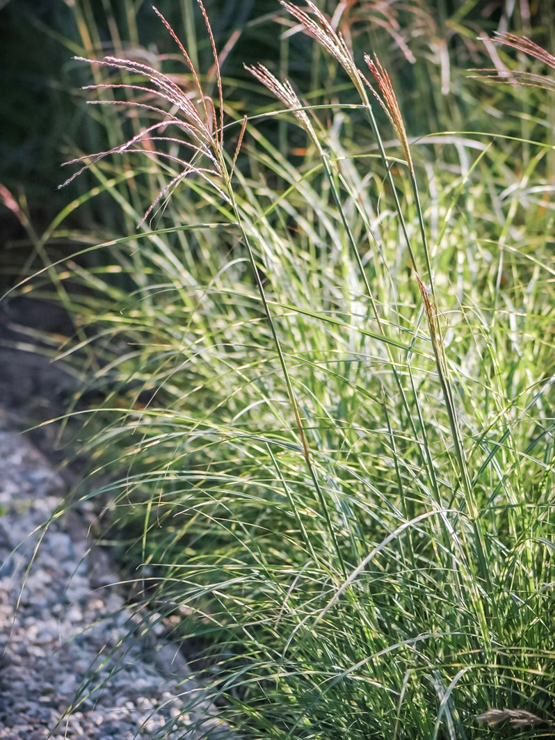 Miskant chiński Miscanthus sinensis 'Strictus Dwarf'