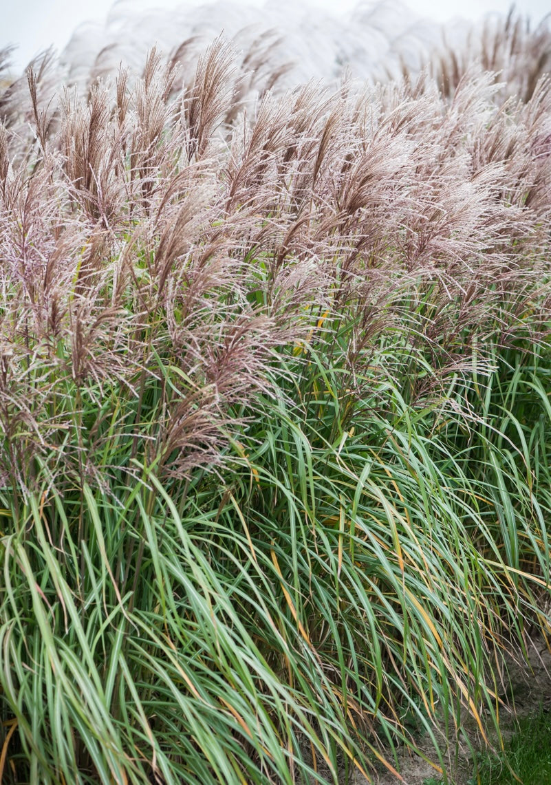 Miskant chiński Miscanthus sinensis 'Malepartus'