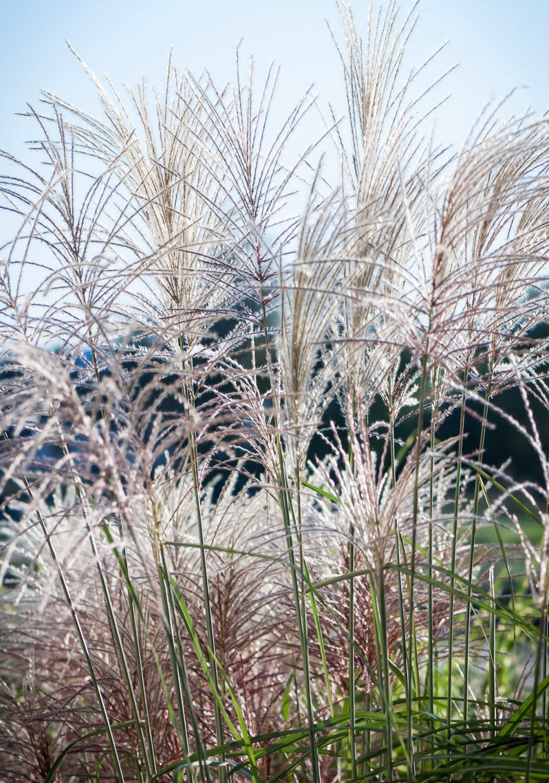 Miskant chiński Miscanthus sinensis 'Grosse Fontane'