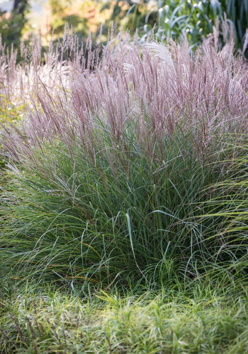 Miskant chiński Miscanthus sinensis 'Kleine Silberspinne'