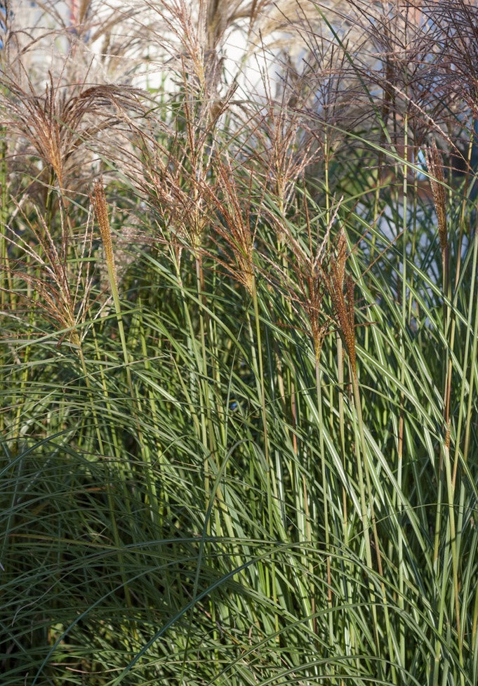 Miskant chiński Miscanthus sinensis 'Krater'