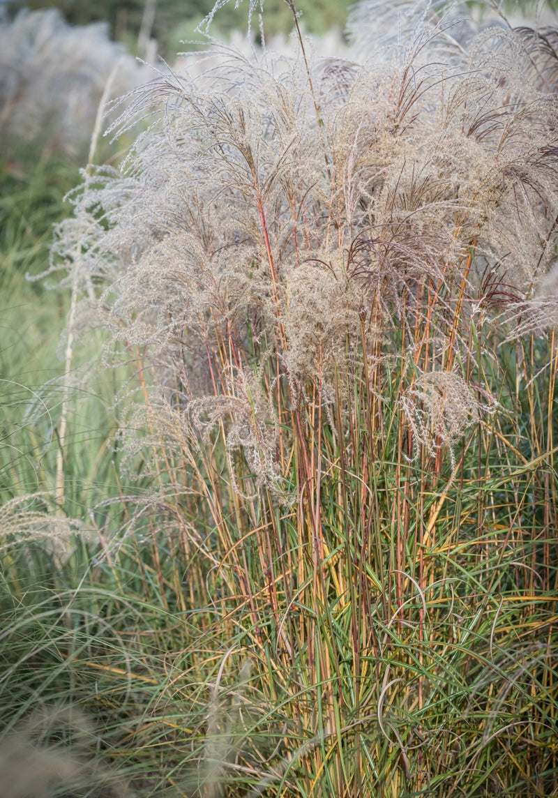Miskant chiński Miscanthus sinensis 'Flamingo'