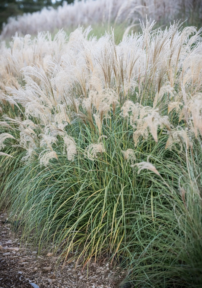 Miskant chiński Miscanthus sinensis 'Yakushima Dwarf'