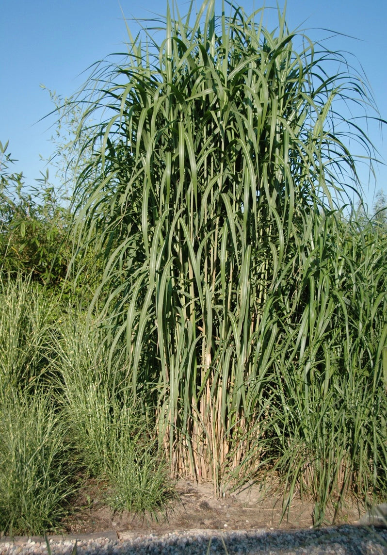 Miskant olbrzymi Miscanthus x giganteus