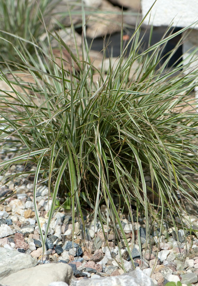 Trzcinnik ostrokwiatowy Calamagrostis x acutiflora 'Overdamm'