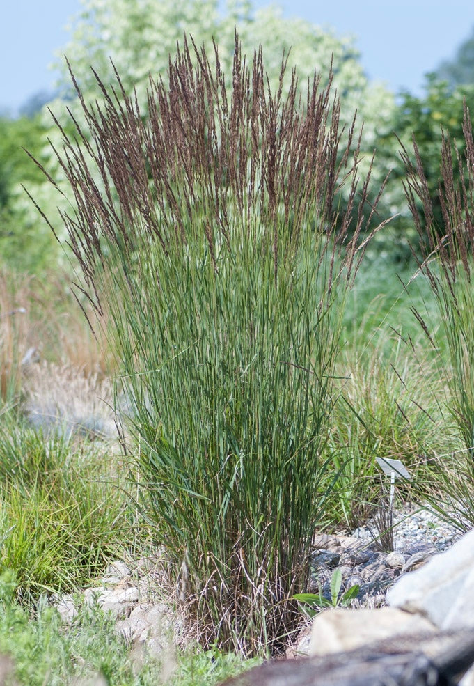 Trzcinnik ostrokwiatowy Calamagrostis x acutiflora 'Karl Foerster'