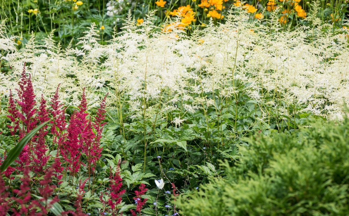 Tawułka Andersa Astilbe x andersii 'Brautschleier'