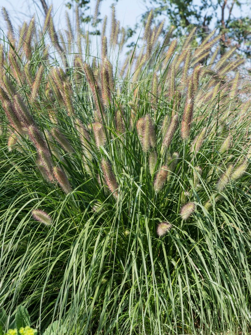 Rozplenica japońska Pennisetum alopecuroides 'Reborn'