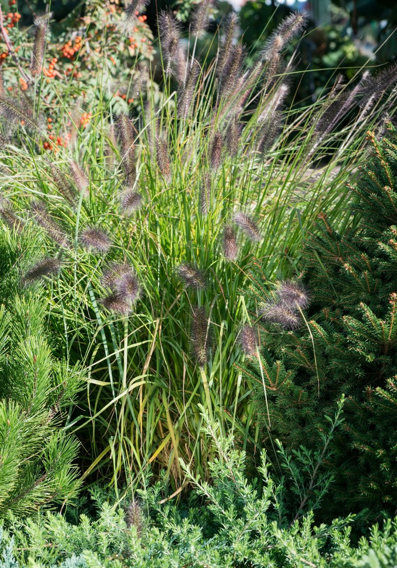 Rozplenica japońska Pennisetum alopecuroides 'Moudry'