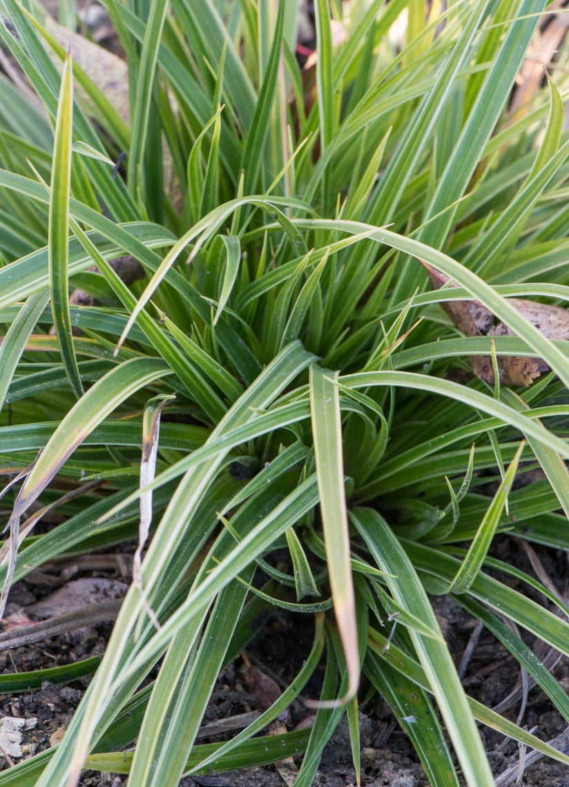 Turzyca Morrowa Carex morrowii 'Variegata'