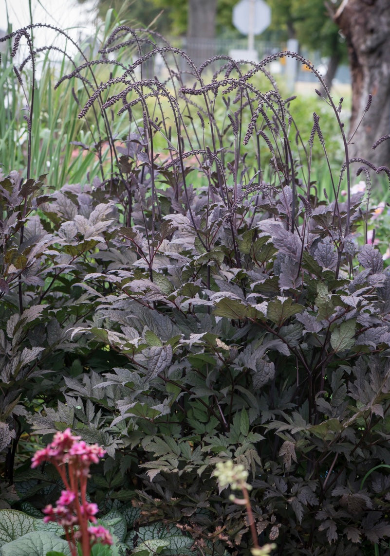 Pluskwica prosta Actaea simplex 'Black Negligee'