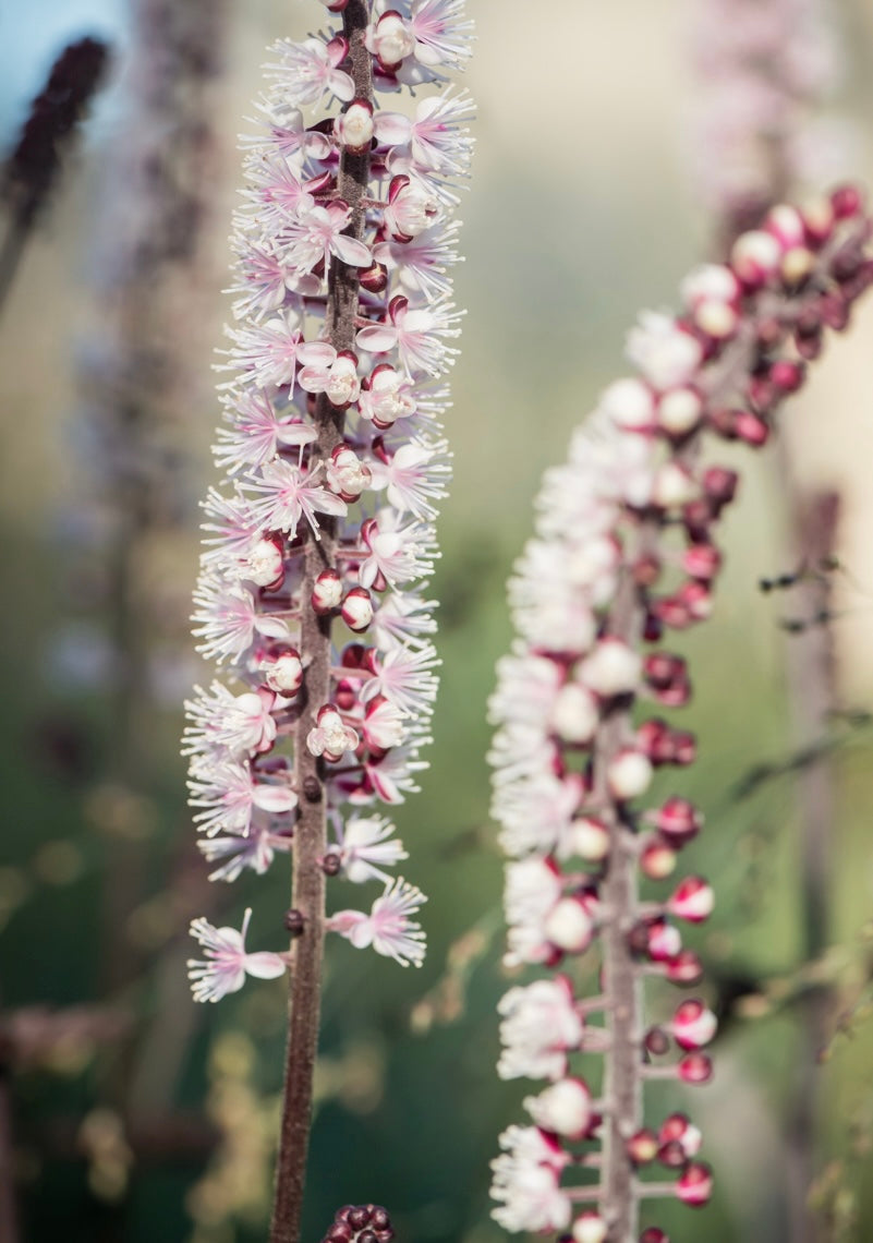 Pluskwica gałęzista Actaea ramosa 'Pink Spike'