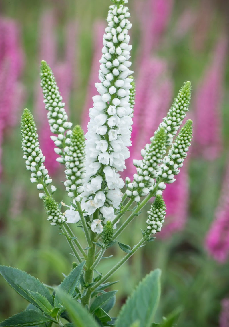 Przetacznik kłosowy Veronica spicata 'First Lady'
