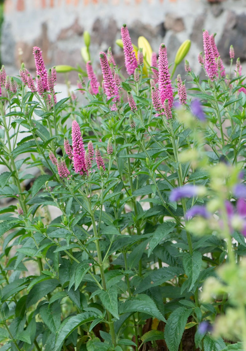 Przetacznik kłosowy Veronica spicata 'First Love'