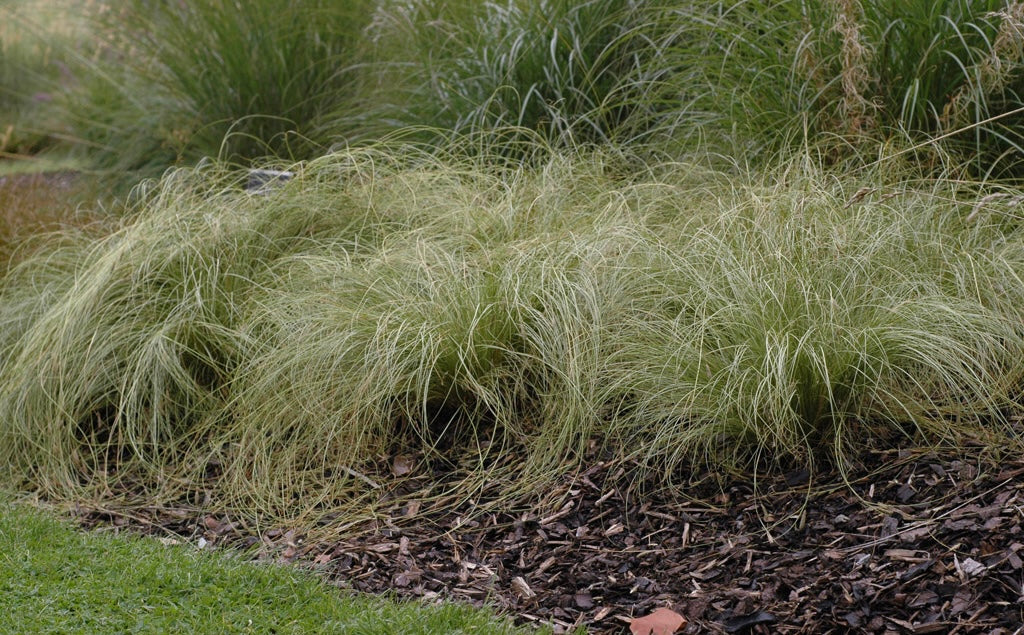 Turzyca włosista Carex comans 'Frosted Curls'