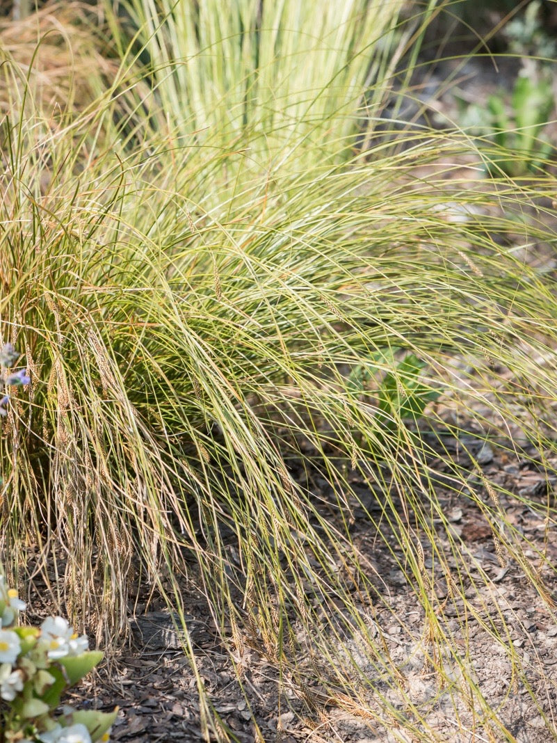Turzyca biczykowata Carex flagellifera 'Kiwi'
