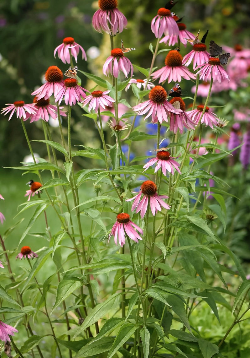 Jeżówka purpurowa Echinacea purpurea