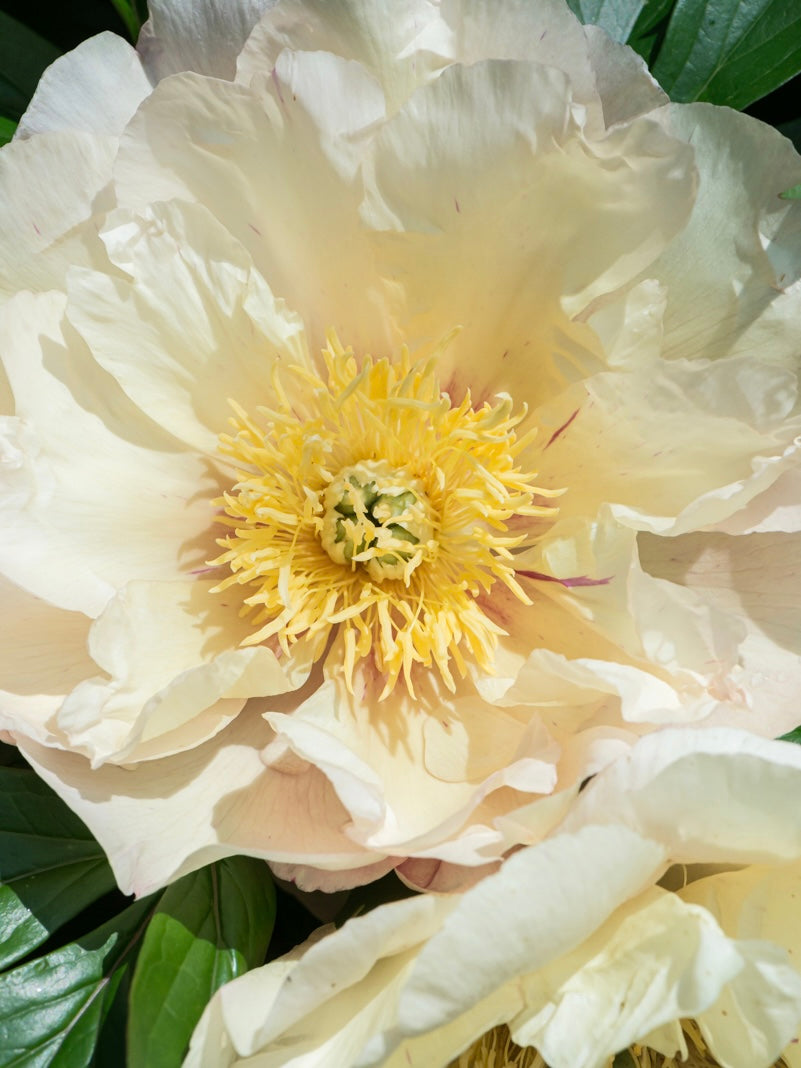 Piwonia Itoh Paeonia itoh 'Canary Brillants'