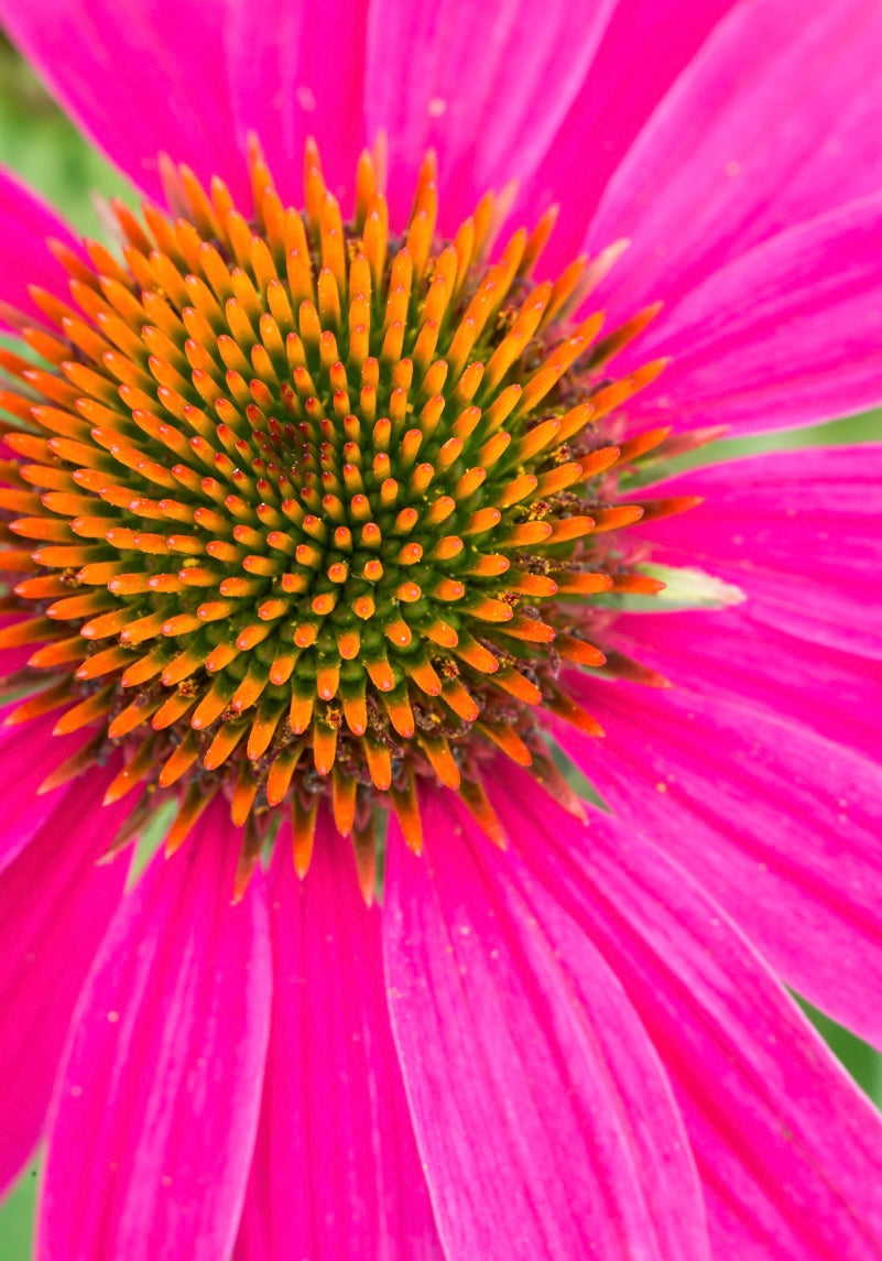Jeżówka Echinacea 'Lakota Rose'
