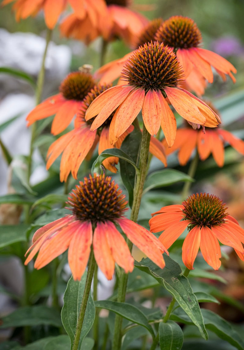Jeżówka Echinacea 'Lakota Orange'
