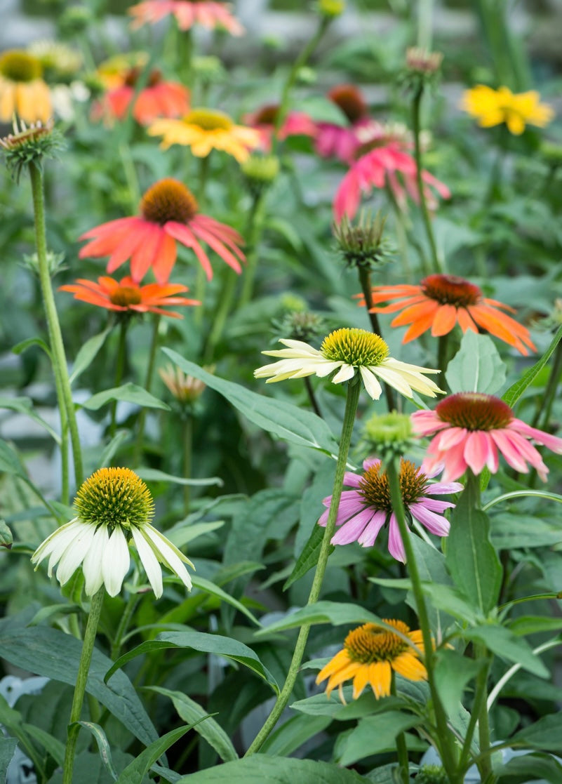 Jeżówka Echinacea purpurea 'Cheyenne Spirit'