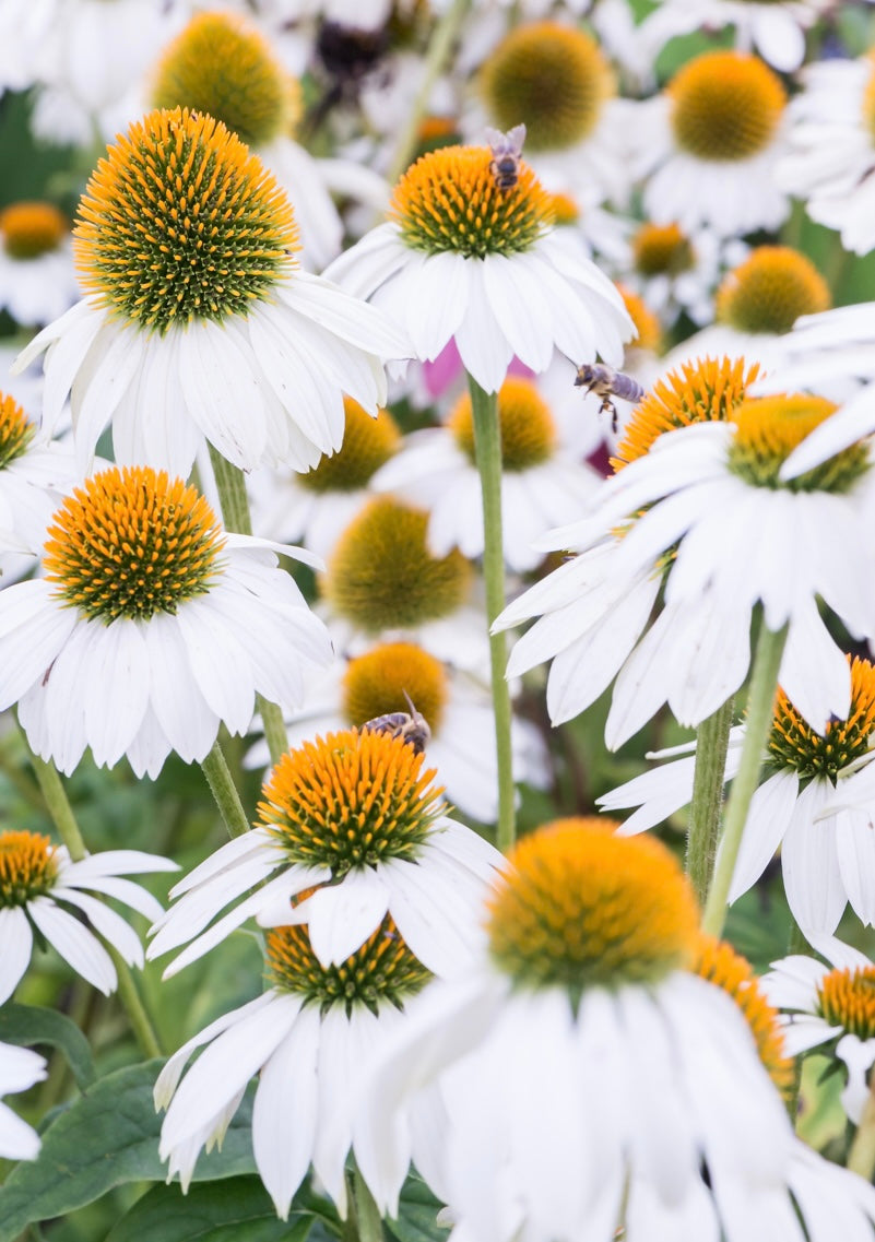 Jeżówka purpurowa Echinacea purpurea 'Pow Wow White'