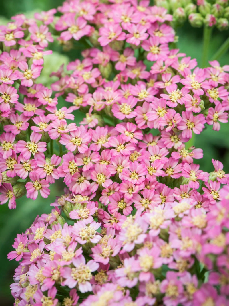 Krwawnik pospolity Achillea millefolium 'Milly Rock Pink'