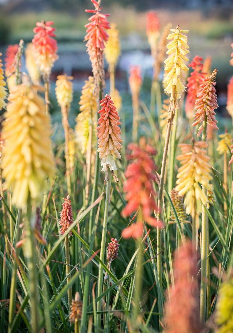 Trytoma groniasta Kniphofia uvaria 'Flamenco'