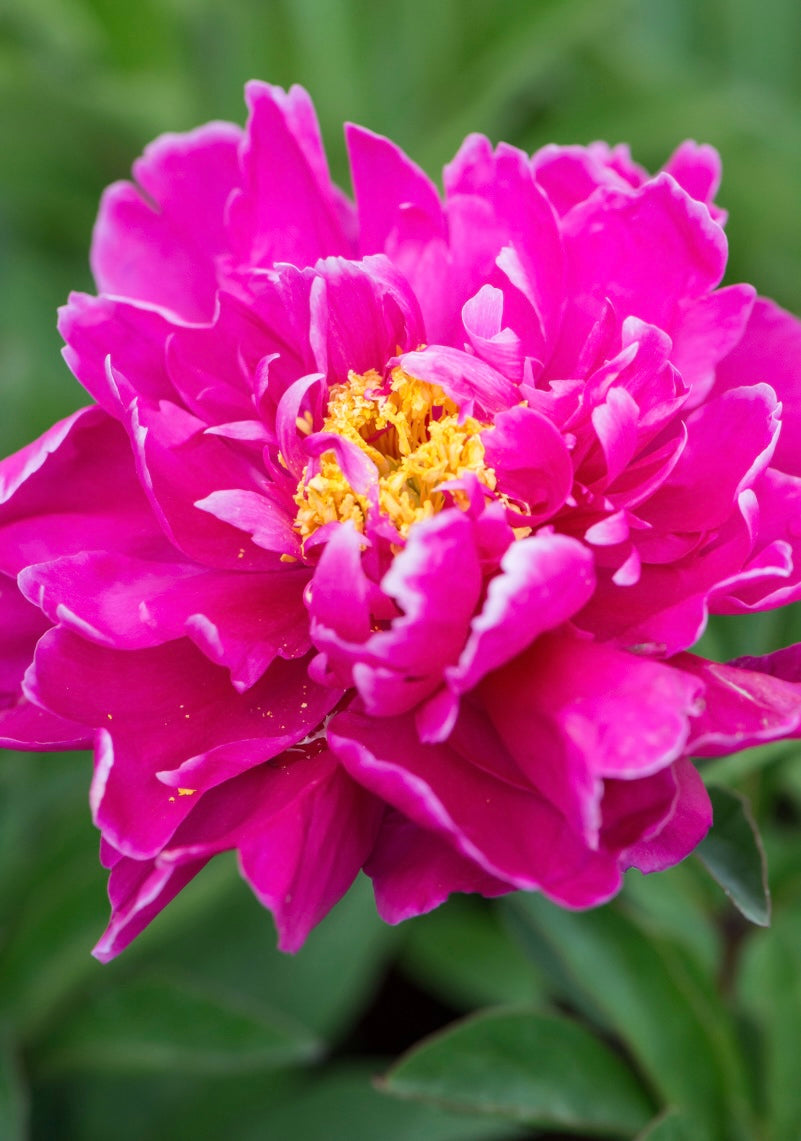 Piwonia chińska Paeonia lactiflora 'Karl Rosenfield'
