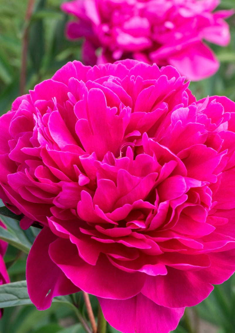 Piwonia chińska Paeonia lactiflora 'Kansas'