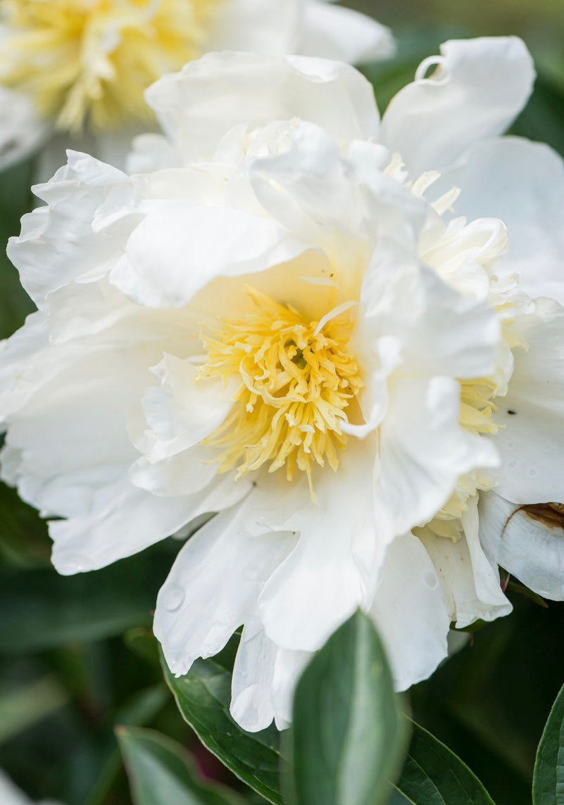 Piwonia chińska Paeonia lactiflora 'Bridal Icing'