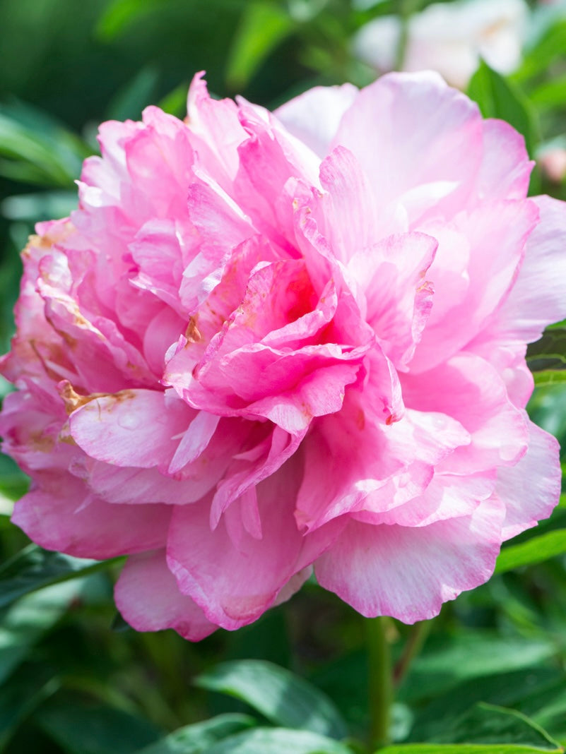 Piwonia chińska Paeonia lactiflora 'Joker'