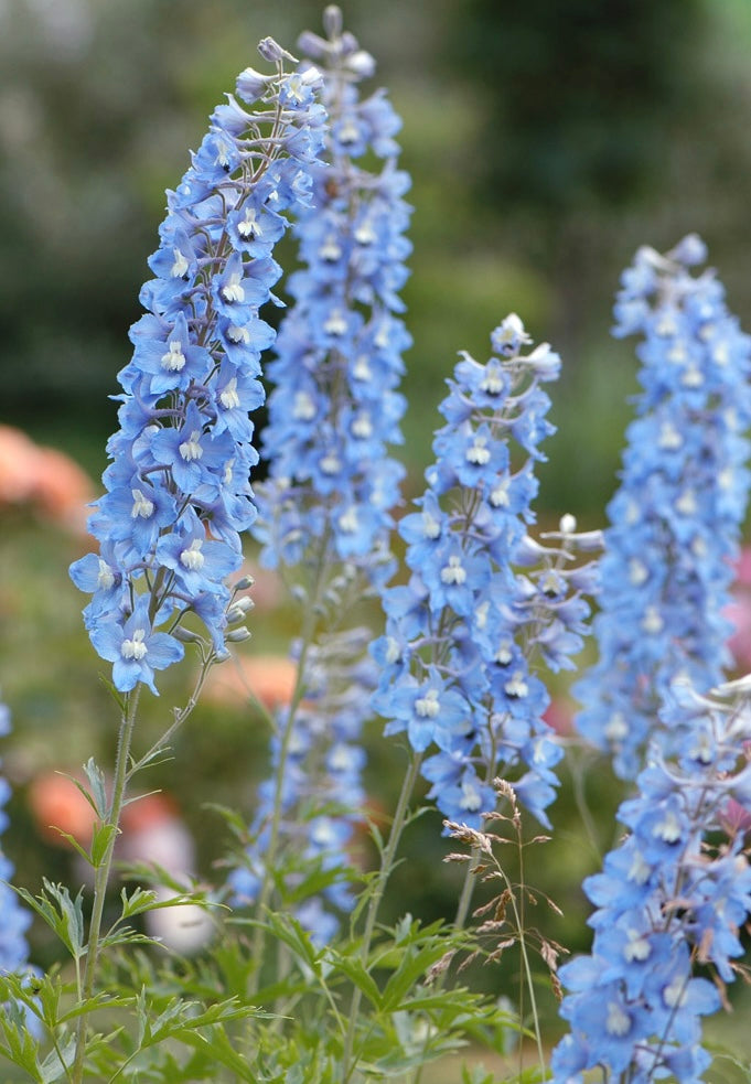 Ostróżka Delphinium Pacific Series 'Summer Skies'