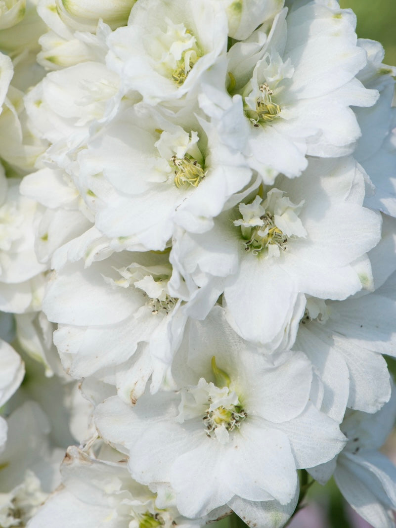 Ostróżka Delphinium Magic F. 'White'