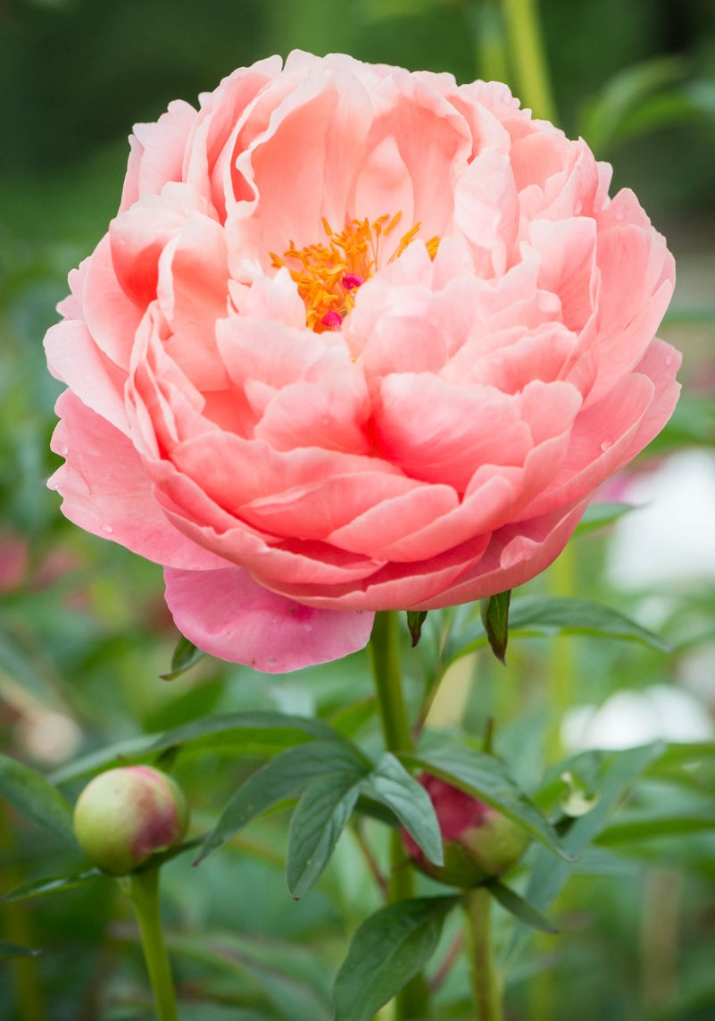 Piwonia Paeonia 'Pink Hawaiian Coral'