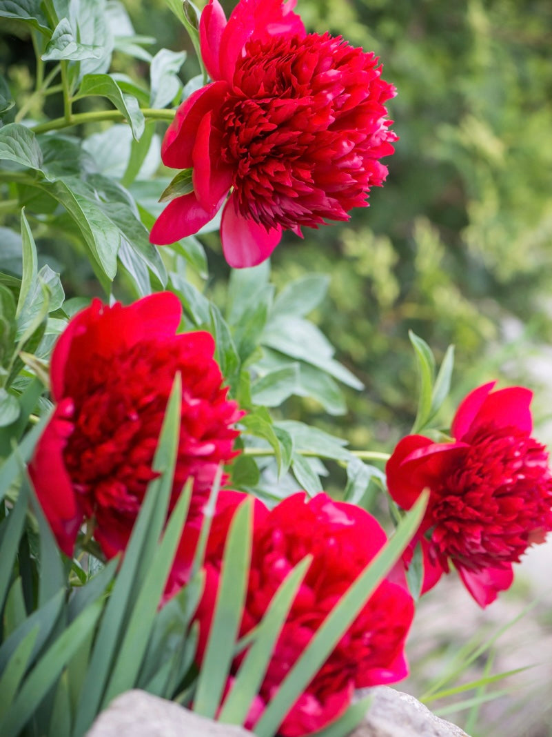 Piwonia Paeonia 'Red Charm'