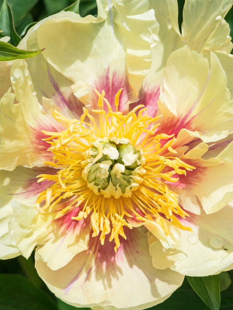 Piwonia Itoh Paeonia itoh 'Prarie Charm'
