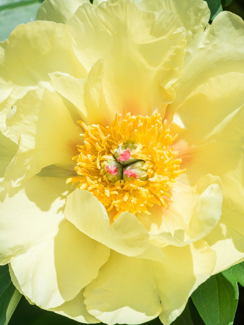 Piwonia Itoh Paeonia itoh 'Sequestered Sunshine'