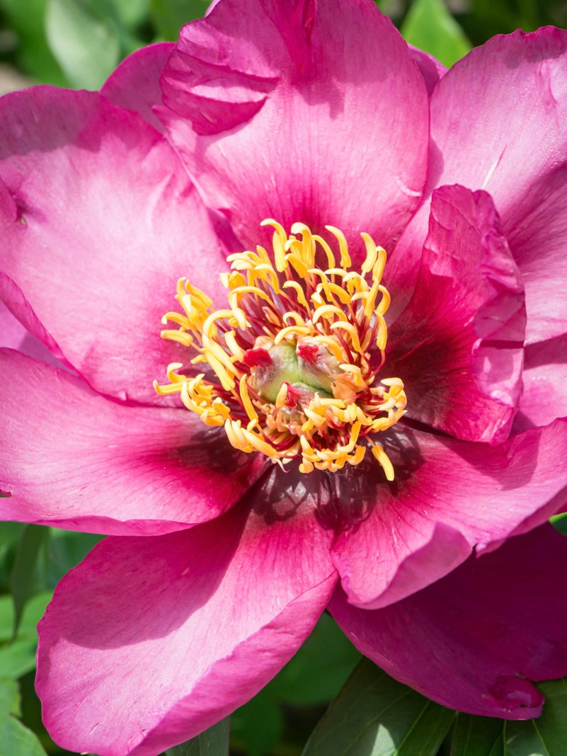 Piwonia Itoh Paeonia itoh 'Pink Ardour'