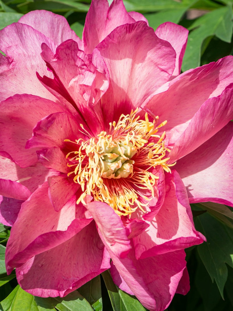 Piwonia Itoh Paeonia itoh 'Hillary'